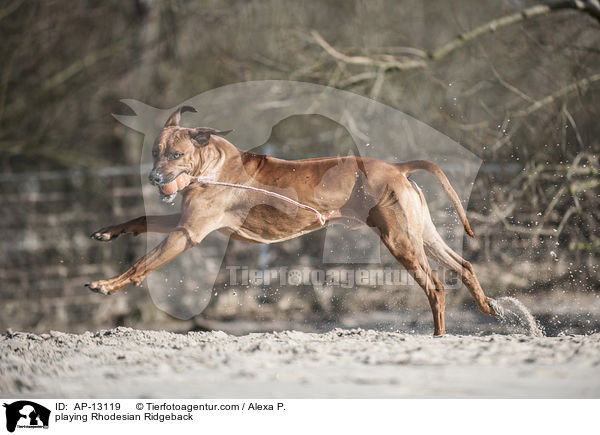 spielender Rhodesian Ridgeback / playing Rhodesian Ridgeback / AP-13119
