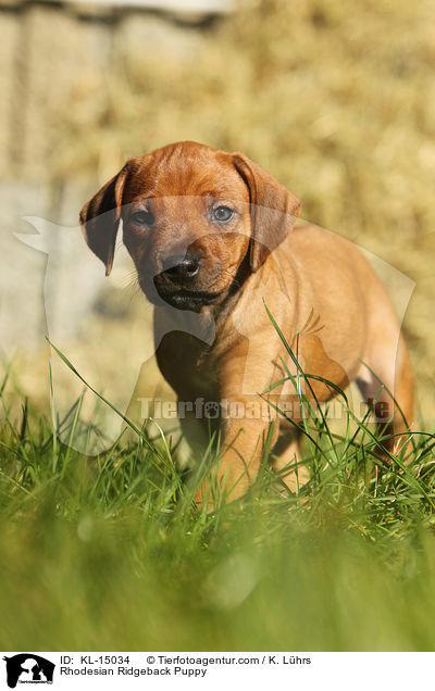 Rhodesian Ridgeback Welpe / Rhodesian Ridgeback Puppy / KL-15034