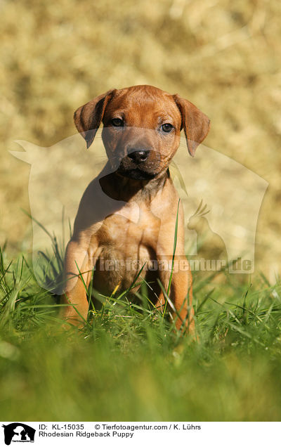 Rhodesian Ridgeback Welpe / Rhodesian Ridgeback Puppy / KL-15035