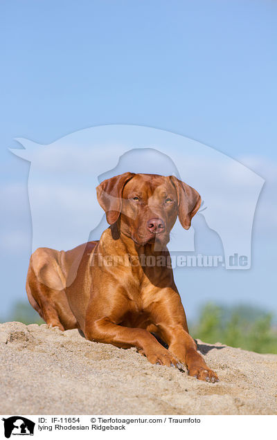 liegender Rhodesian Ridgeback / lying Rhodesian Ridgeback / IF-11654