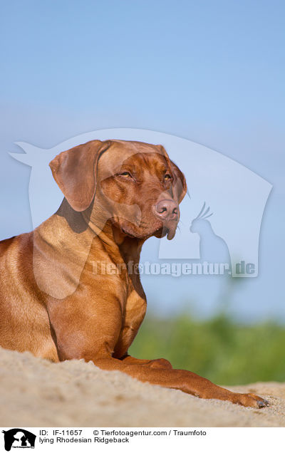 liegender Rhodesian Ridgeback / lying Rhodesian Ridgeback / IF-11657