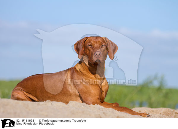 liegender Rhodesian Ridgeback / lying Rhodesian Ridgeback / IF-11658