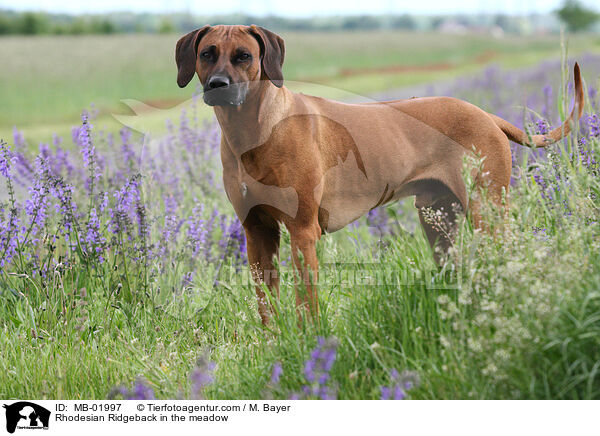 Rhodesian Ridgeback im Gr�nen / Rhodesian Ridgeback in the meadow / MB-01997