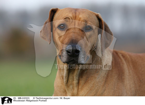 Rhodesian Ridgeback Portrait / Rhodesian Ridgeback Portrait / MB-02003