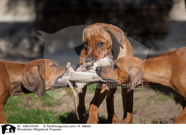 Rhodesian Ridgeback Puppies / KMI-04344