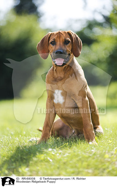 Rhodesian Ridgeback Welpe / Rhodesian Ridgeback Puppy / RR-68008