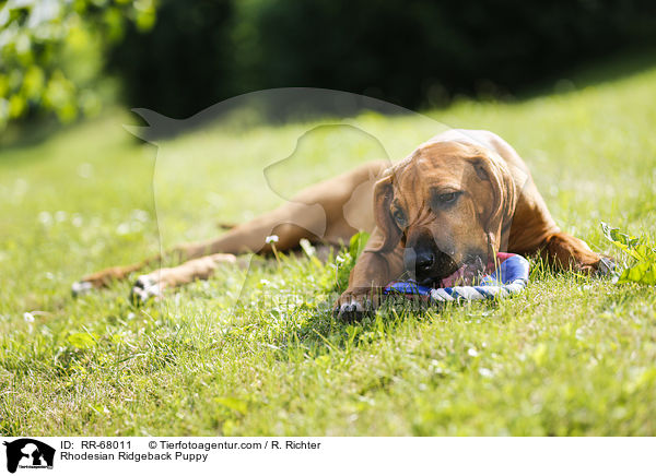 Rhodesian Ridgeback Welpe / Rhodesian Ridgeback Puppy / RR-68011