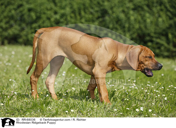 Rhodesian Ridgeback Welpe / Rhodesian Ridgeback Puppy / RR-68036