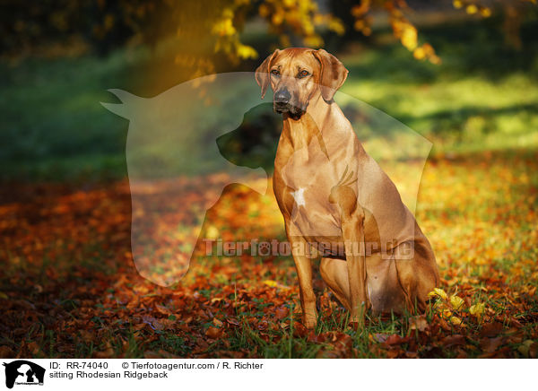 sitzender Rhodesian Ridgeback / sitting Rhodesian Ridgeback / RR-74040