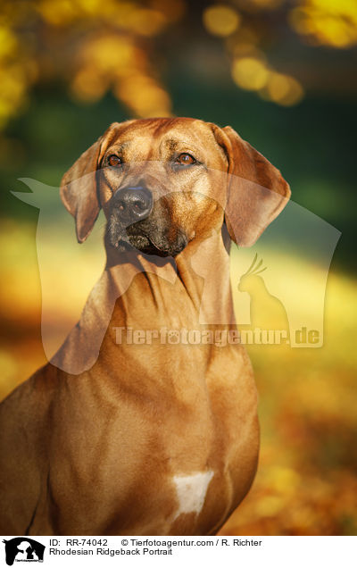 Rhodesian Ridgeback Portrait / Rhodesian Ridgeback Portrait / RR-74042