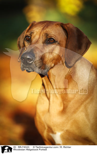 Rhodesian Ridgeback Portrait / Rhodesian Ridgeback Portrait / RR-74043