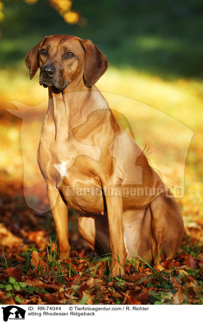 sitzender Rhodesian Ridgeback / sitting Rhodesian Ridgeback / RR-74044