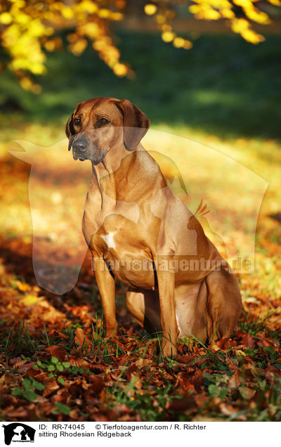 sitzender Rhodesian Ridgeback / sitting Rhodesian Ridgeback / RR-74045