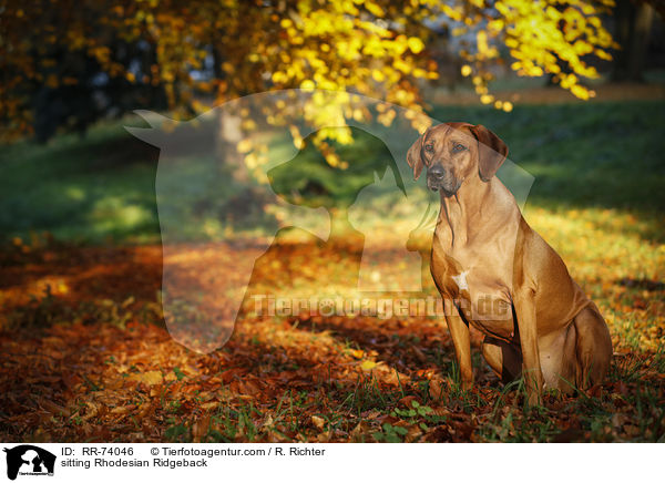 sitzender Rhodesian Ridgeback / sitting Rhodesian Ridgeback / RR-74046