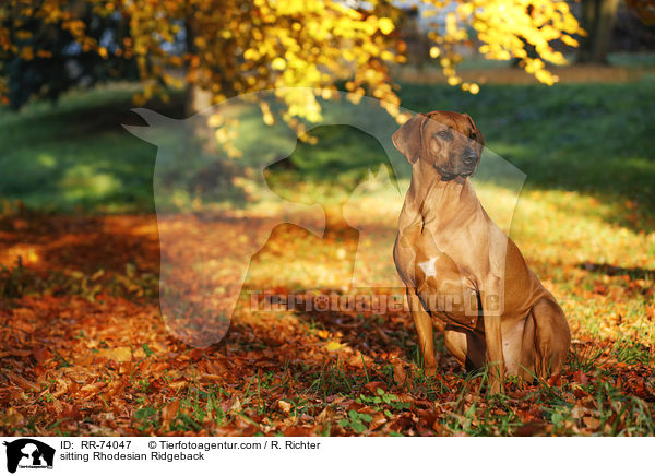 sitzender Rhodesian Ridgeback / sitting Rhodesian Ridgeback / RR-74047