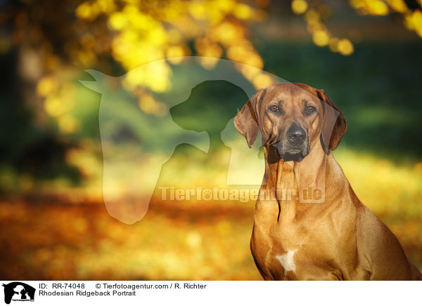 Rhodesian Ridgeback Portrait / Rhodesian Ridgeback Portrait / RR-74048