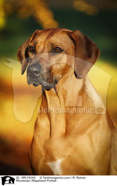 Rhodesian Ridgeback Portrait / Rhodesian Ridgeback Portrait / RR-74049