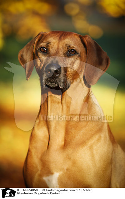 Rhodesian Ridgeback Portrait / Rhodesian Ridgeback Portrait / RR-74050
