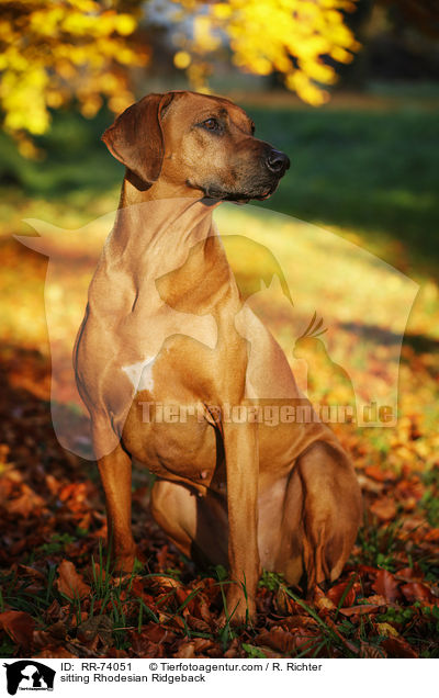 sitzender Rhodesian Ridgeback / sitting Rhodesian Ridgeback / RR-74051