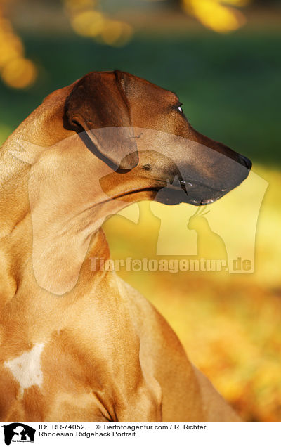 Rhodesian Ridgeback Portrait / Rhodesian Ridgeback Portrait / RR-74052