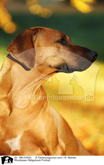 Rhodesian Ridgeback Portrait / Rhodesian Ridgeback Portrait / RR-74053