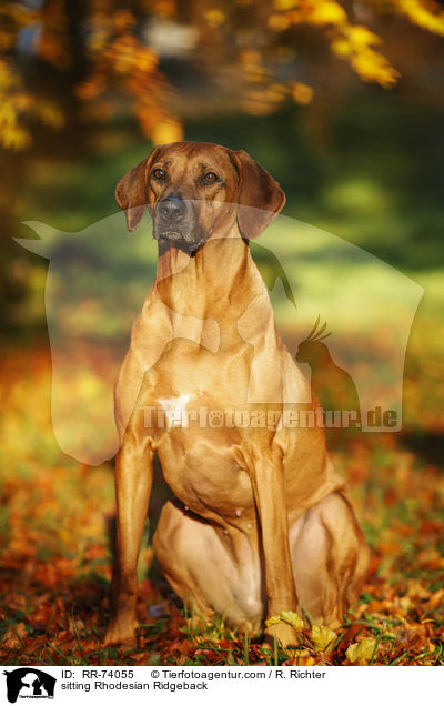 sitzender Rhodesian Ridgeback / sitting Rhodesian Ridgeback / RR-74055