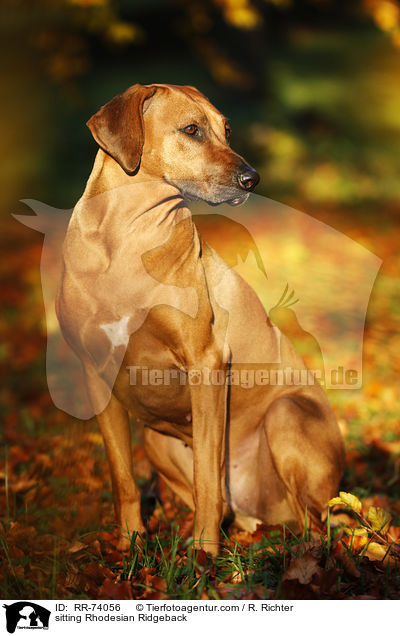 sitzender Rhodesian Ridgeback / sitting Rhodesian Ridgeback / RR-74056