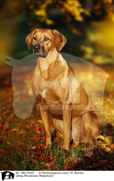 sitzender Rhodesian Ridgeback / sitting Rhodesian Ridgeback / RR-74057