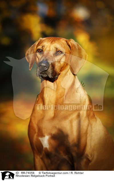 Rhodesian Ridgeback Portrait / Rhodesian Ridgeback Portrait / RR-74058