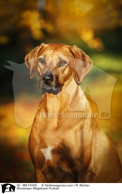 Rhodesian Ridgeback Portrait / Rhodesian Ridgeback Portrait / RR-74059