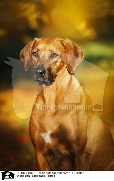 Rhodesian Ridgeback Portrait / Rhodesian Ridgeback Portrait / RR-74060
