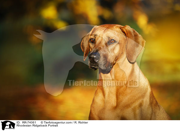 Rhodesian Ridgeback Portrait / Rhodesian Ridgeback Portrait / RR-74061