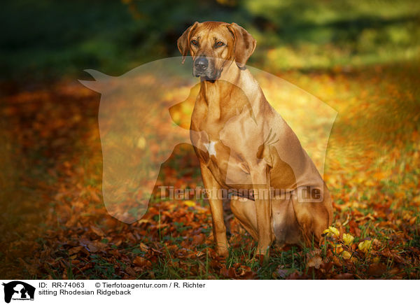 sitzender Rhodesian Ridgeback / sitting Rhodesian Ridgeback / RR-74063