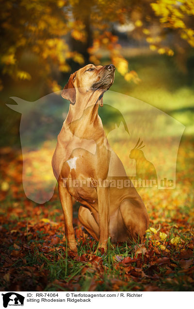 sitzender Rhodesian Ridgeback / sitting Rhodesian Ridgeback / RR-74064