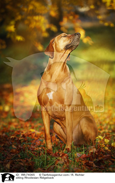 sitzender Rhodesian Ridgeback / sitting Rhodesian Ridgeback / RR-74065