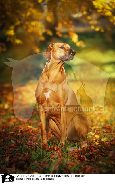 sitzender Rhodesian Ridgeback / sitting Rhodesian Ridgeback / RR-74066