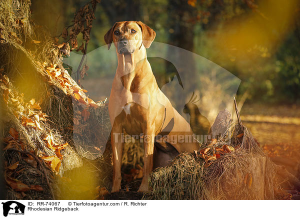 Rhodesian Ridgeback / Rhodesian Ridgeback / RR-74067