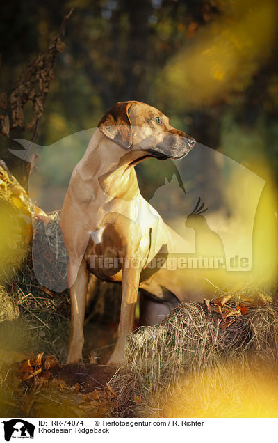 Rhodesian Ridgeback / Rhodesian Ridgeback / RR-74074