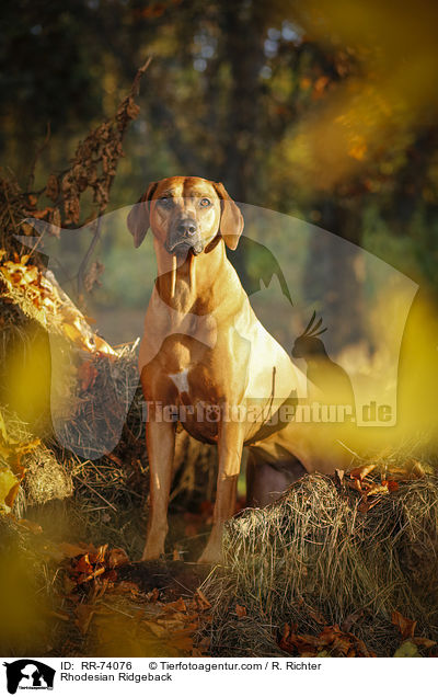 Rhodesian Ridgeback / Rhodesian Ridgeback / RR-74076