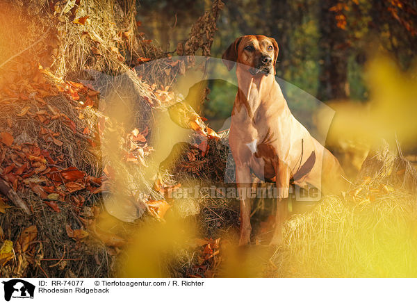 Rhodesian Ridgeback / Rhodesian Ridgeback / RR-74077