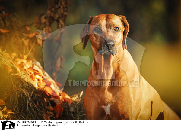 Rhodesian Ridgeback Portrait / Rhodesian Ridgeback Portrait / RR-74078