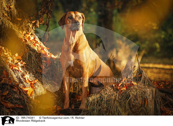 Rhodesian Ridgeback / Rhodesian Ridgeback / RR-74081