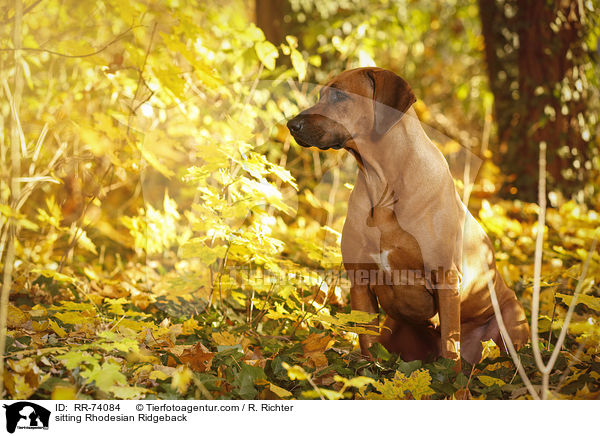 sitzender Rhodesian Ridgeback / sitting Rhodesian Ridgeback / RR-74084