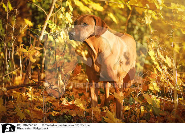 Rhodesian Ridgeback / Rhodesian Ridgeback / RR-74090