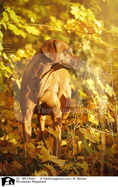 Rhodesian Ridgeback / Rhodesian Ridgeback / RR-74091