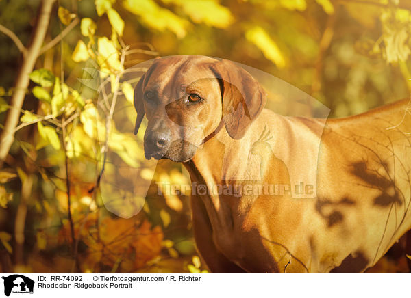 Rhodesian Ridgeback Portrait / Rhodesian Ridgeback Portrait / RR-74092