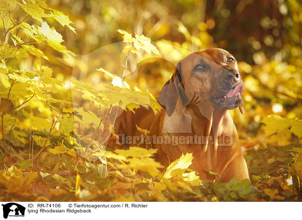 liegender Rhodesian Ridgeback / lying Rhodesian Ridgeback / RR-74106