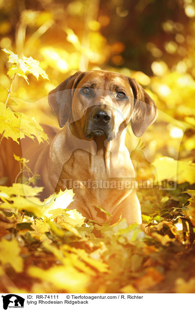 liegender Rhodesian Ridgeback / lying Rhodesian Ridgeback / RR-74111