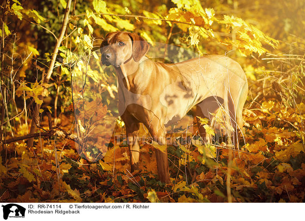 Rhodesian Ridgeback / Rhodesian Ridgeback / RR-74114