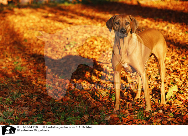 Rhodesian Ridgeback / Rhodesian Ridgeback / RR-74116